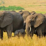 Queen-Elizabeth-National-Park