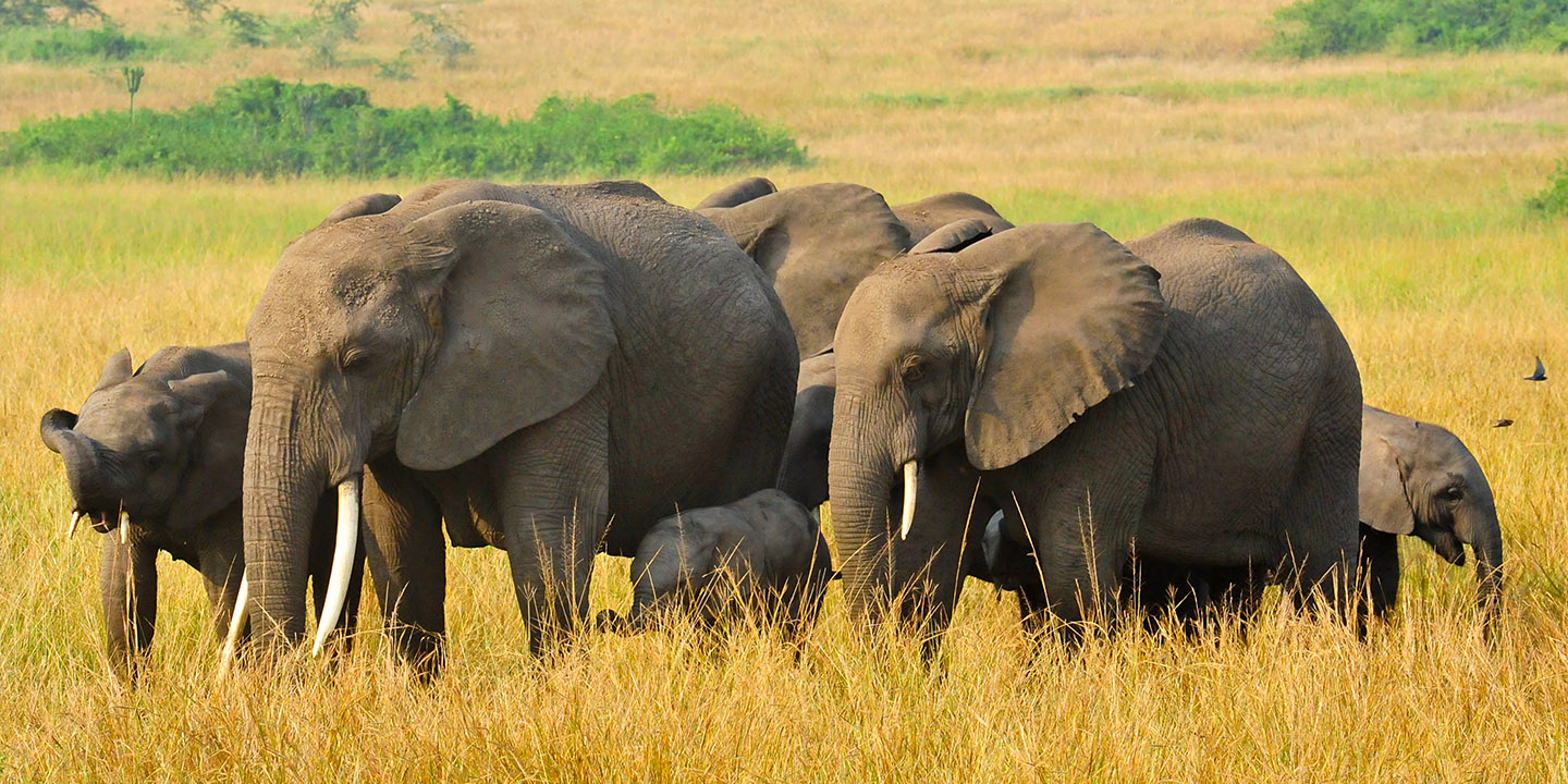 Read more about the article 5 Days Murchison Falls Safari