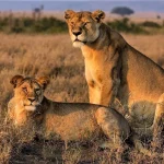 best-places-to-see-lions-in-Uganda