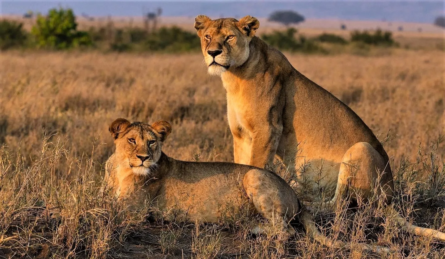 Read more about the article Kidepo Valley National Park