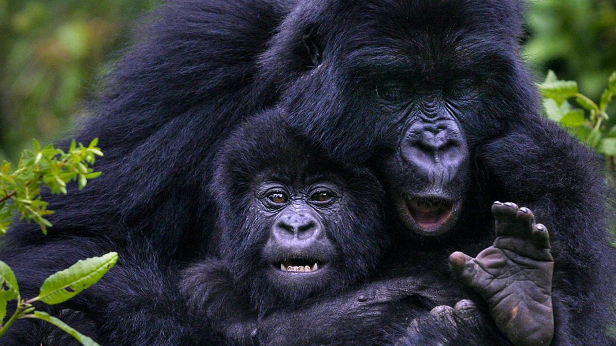 Read more about the article 7 Days Gorillas, Chimps & Wildlife Adventure