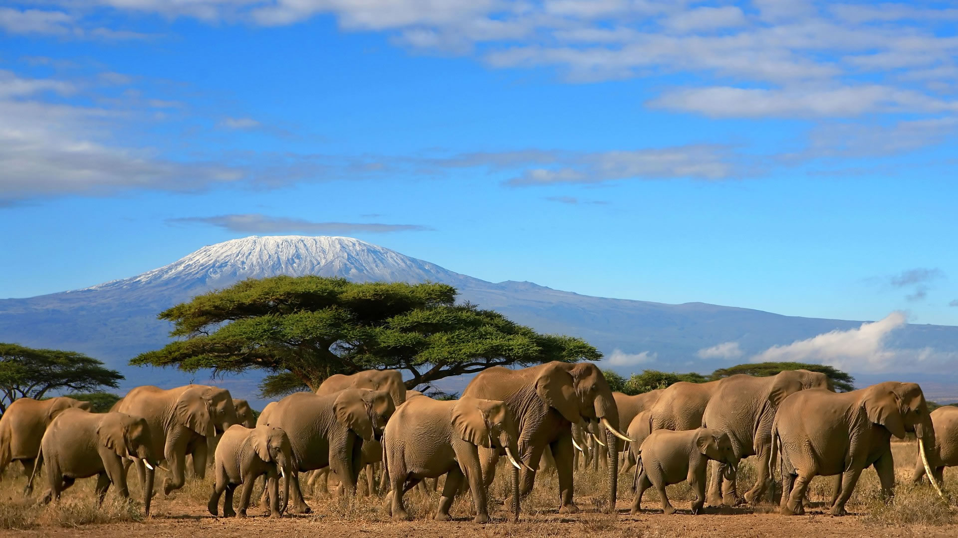 Read more about the article Amboseli National Park