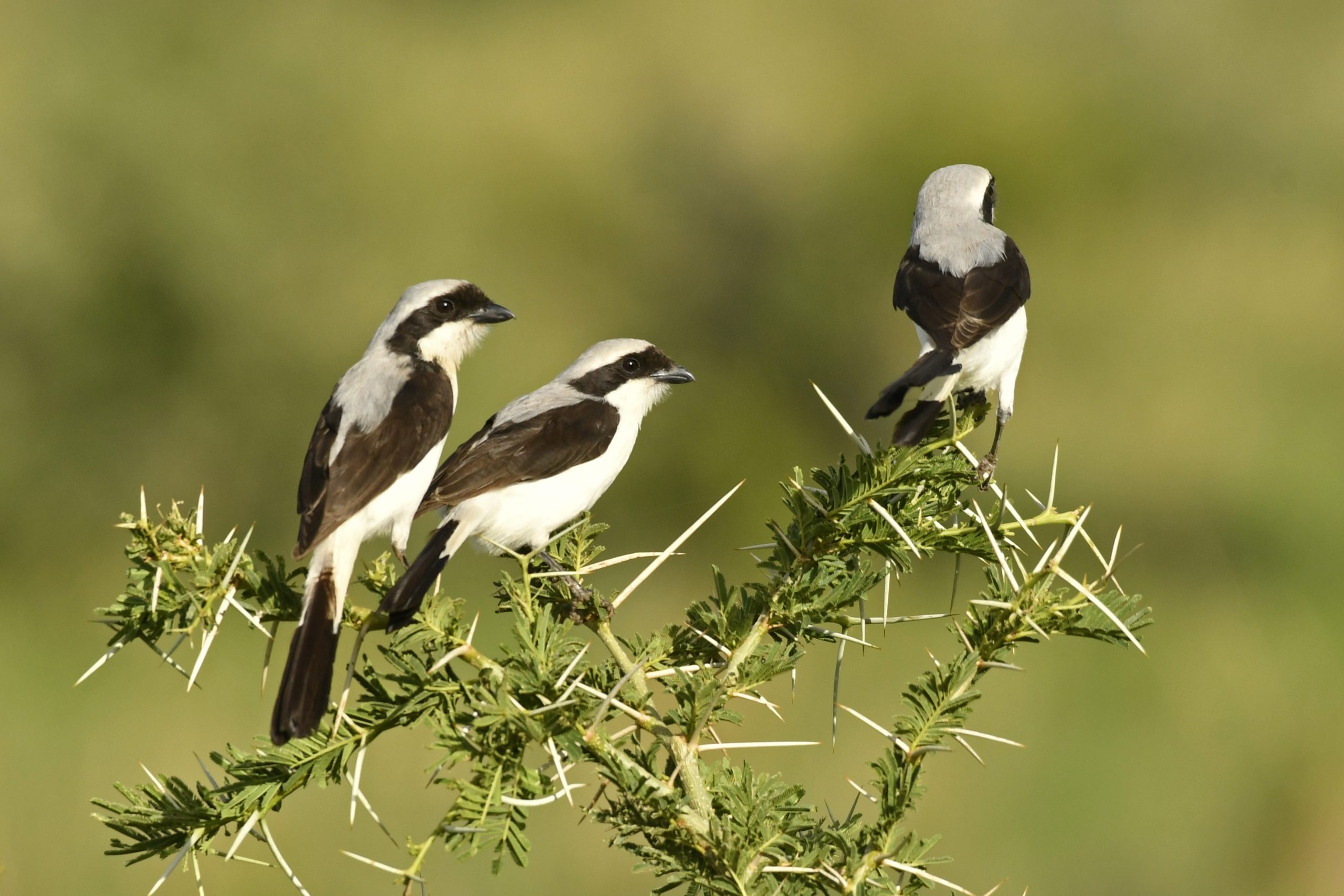 Read more about the article 6 Days Birding Safari in Western Uganda