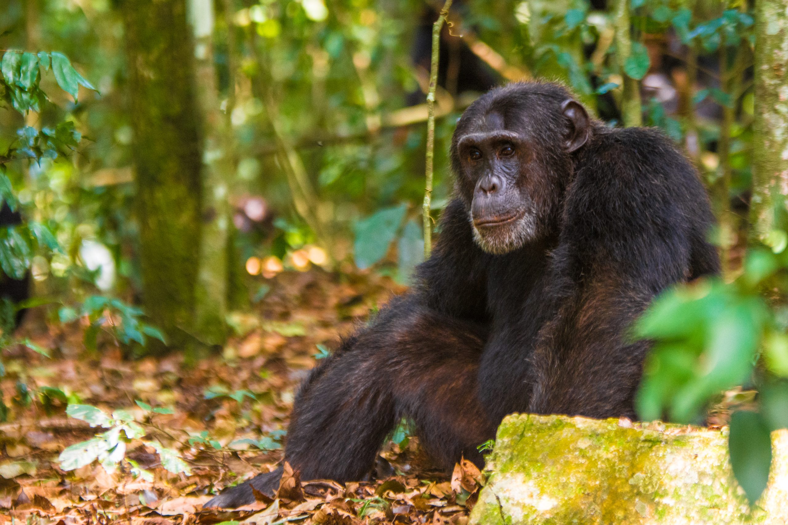 Read more about the article 10 Days Uganda Wildlife & Primate Safari