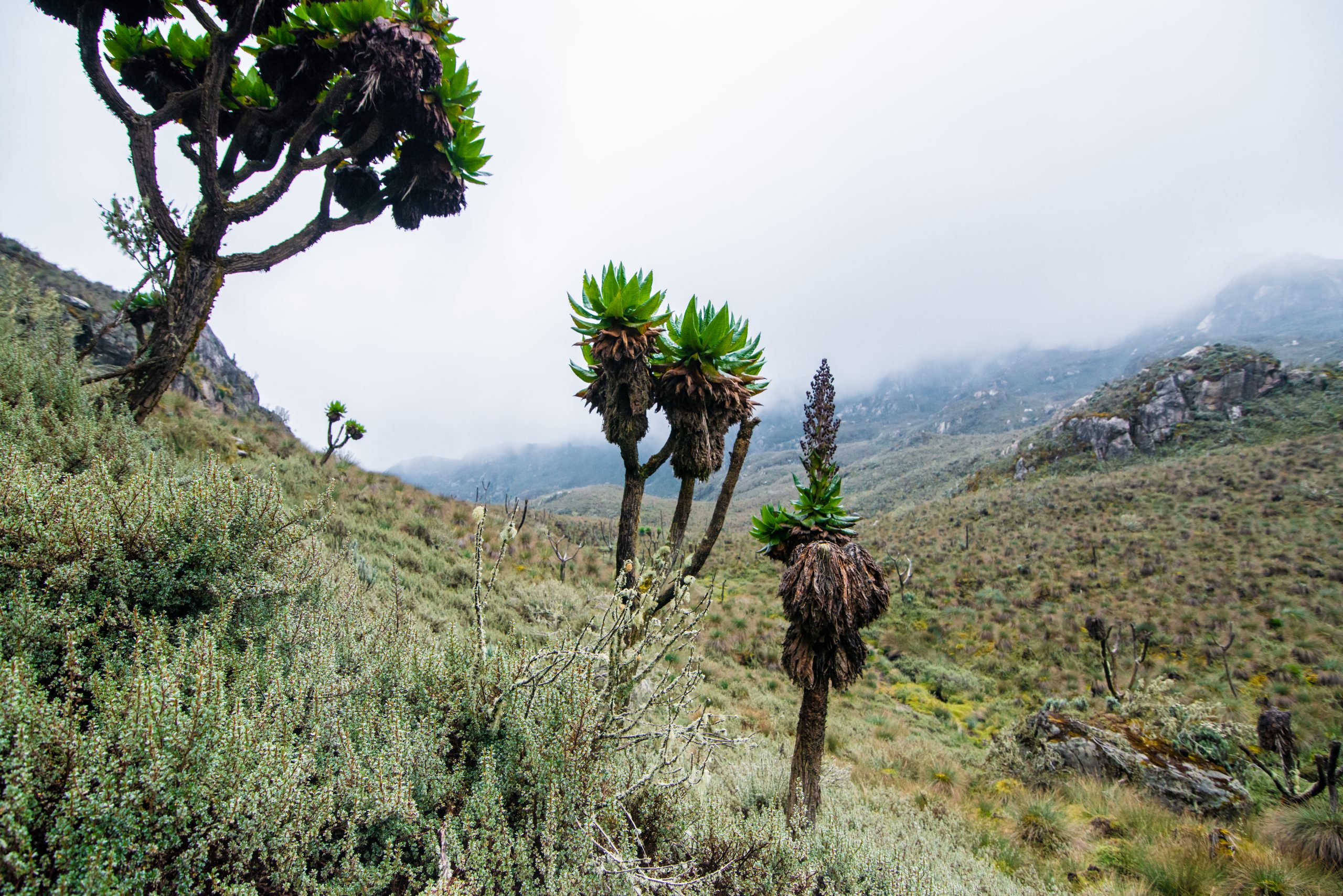 Read more about the article Rwenzori Mountains National Park