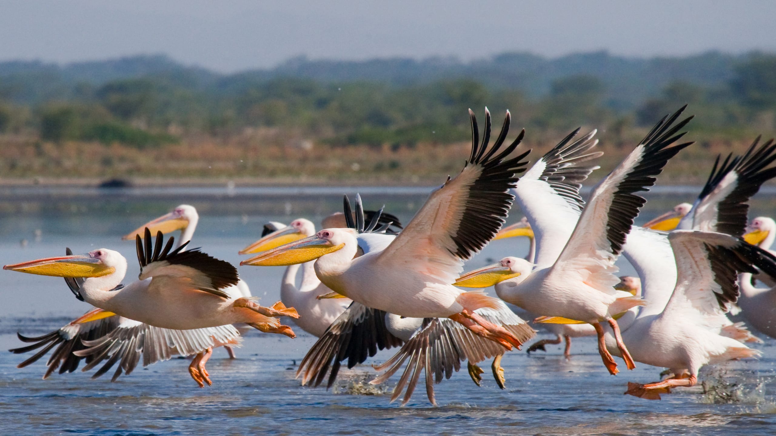 Read more about the article 9 Days Uganda – Tanzania Birding Safari