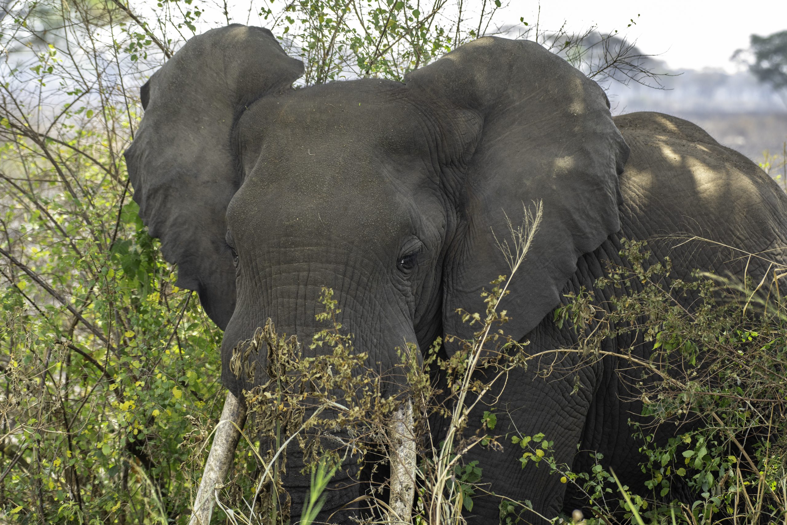 Read more about the article Queen Elizabeth National Park