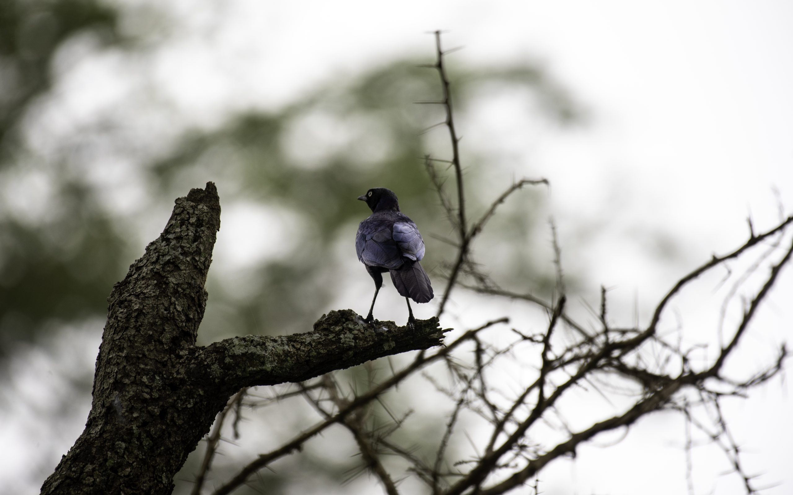 Read more about the article 12 Days Uganda – Rwanda Primates Expedition
