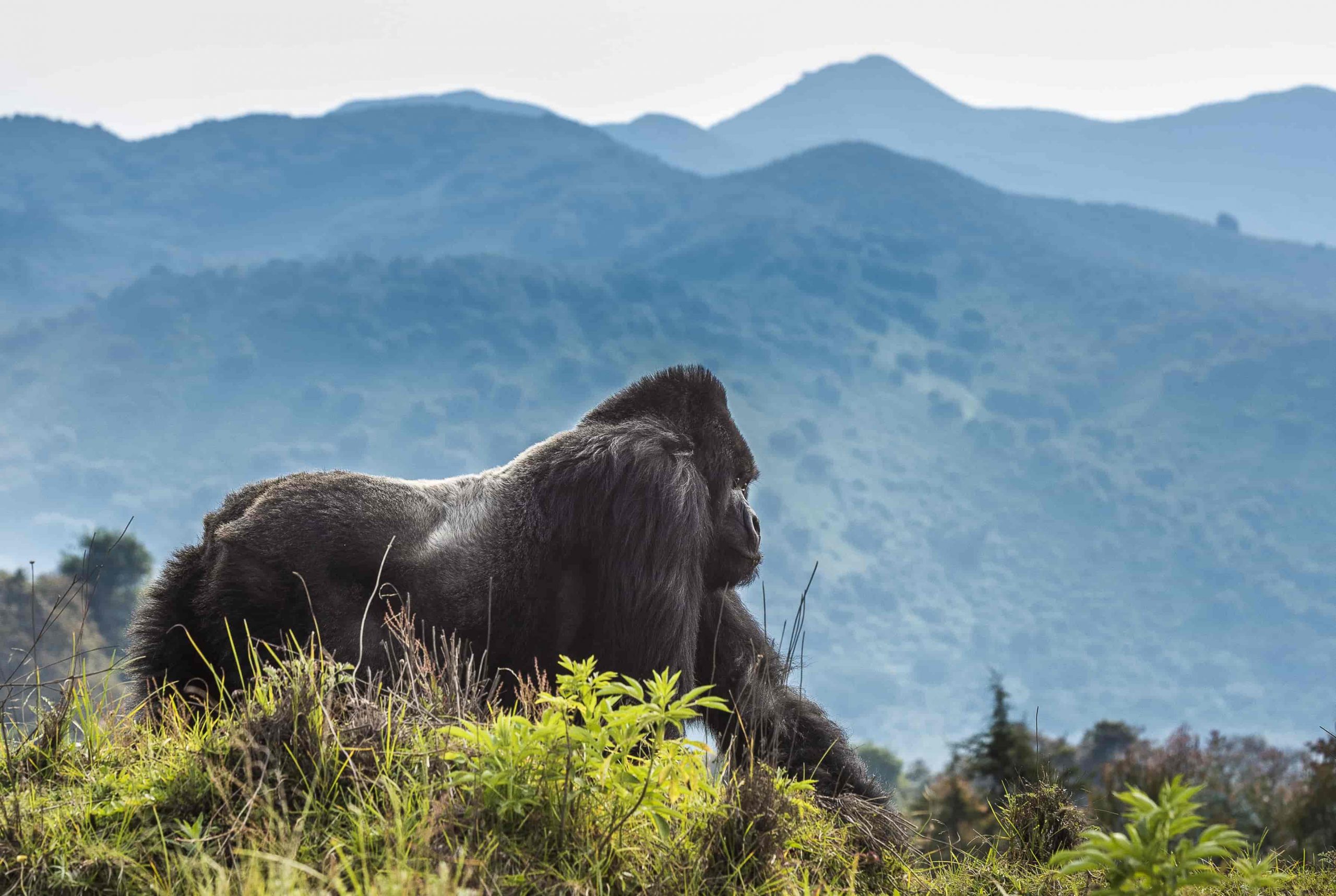 Read more about the article Volcanoes National Park