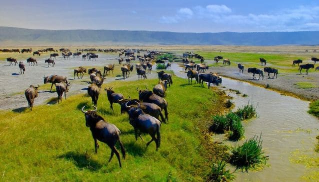 Read more about the article Ngorongoro Crater